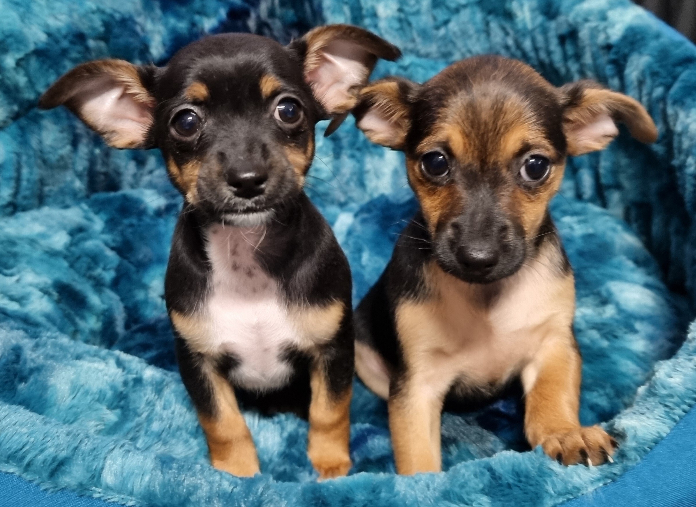 Puppies and Dogs For Sale Pets Galore in Toowoomba