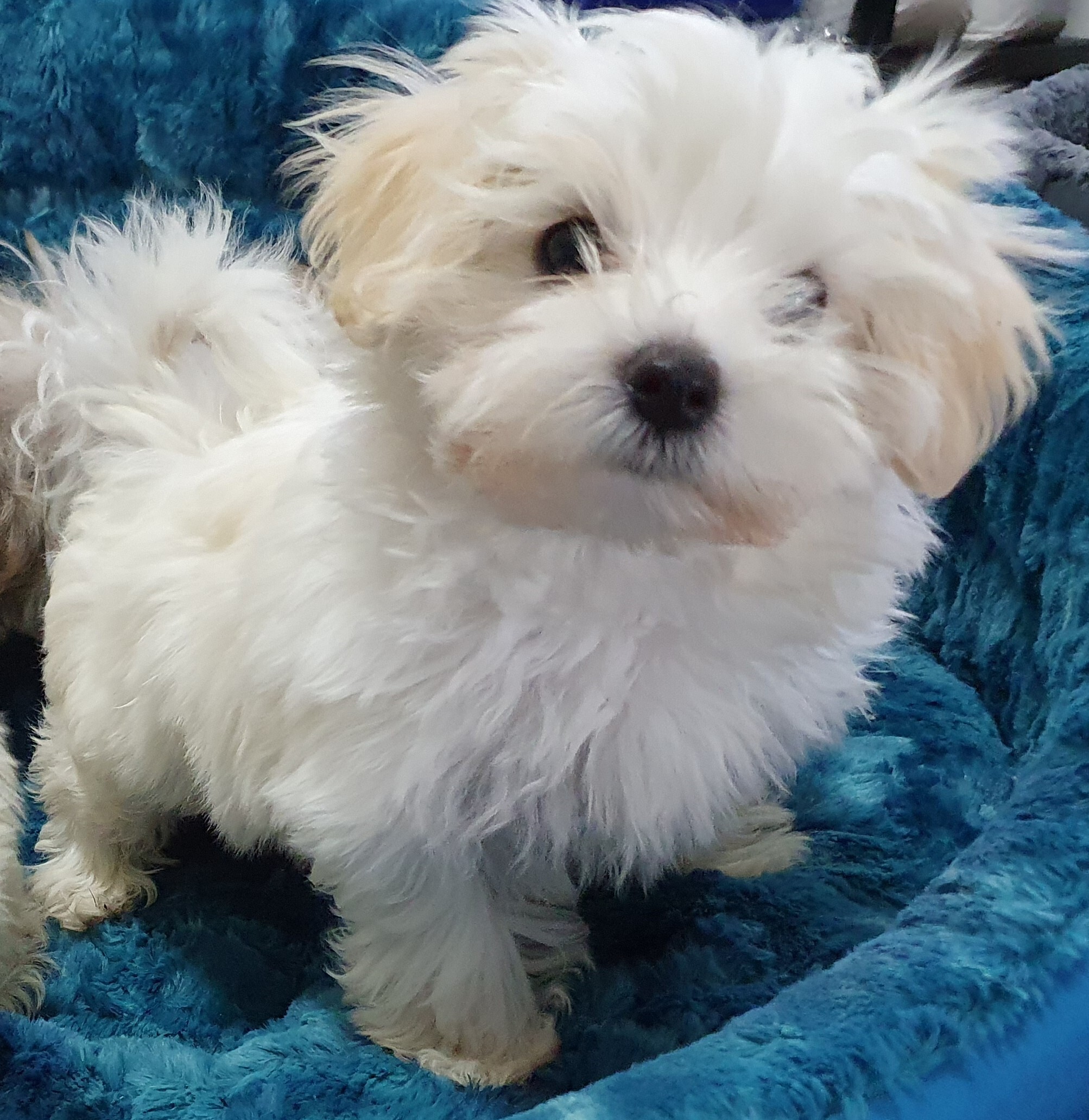 Puppies and Dogs For Sale | Pets Galore in Toowoomba