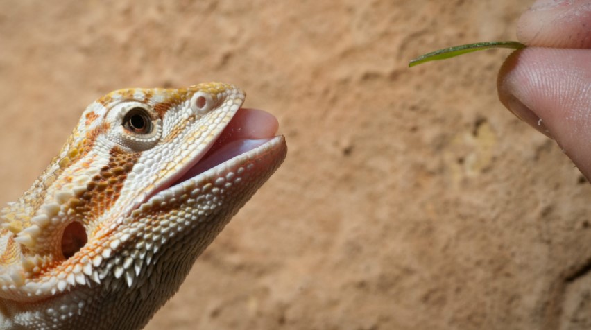 Pet Reptiles for Sale Toowoomba | Pets Galore Pet Shop